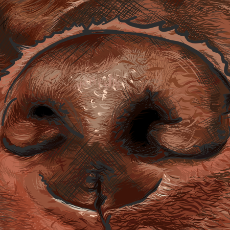 Close up image of nose