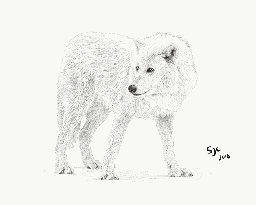Nova, Yamnuska Wolfdog - Vector illustration
