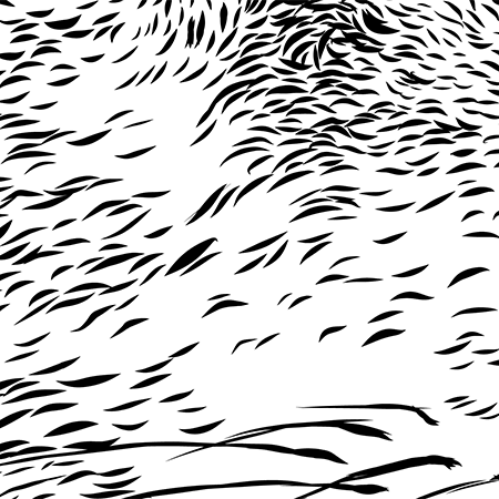 Close up image of whiskers