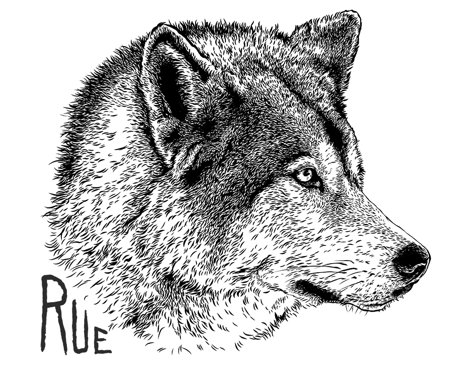 Rue, Yamnuska Wolfdog (Profile) - Vector illustration